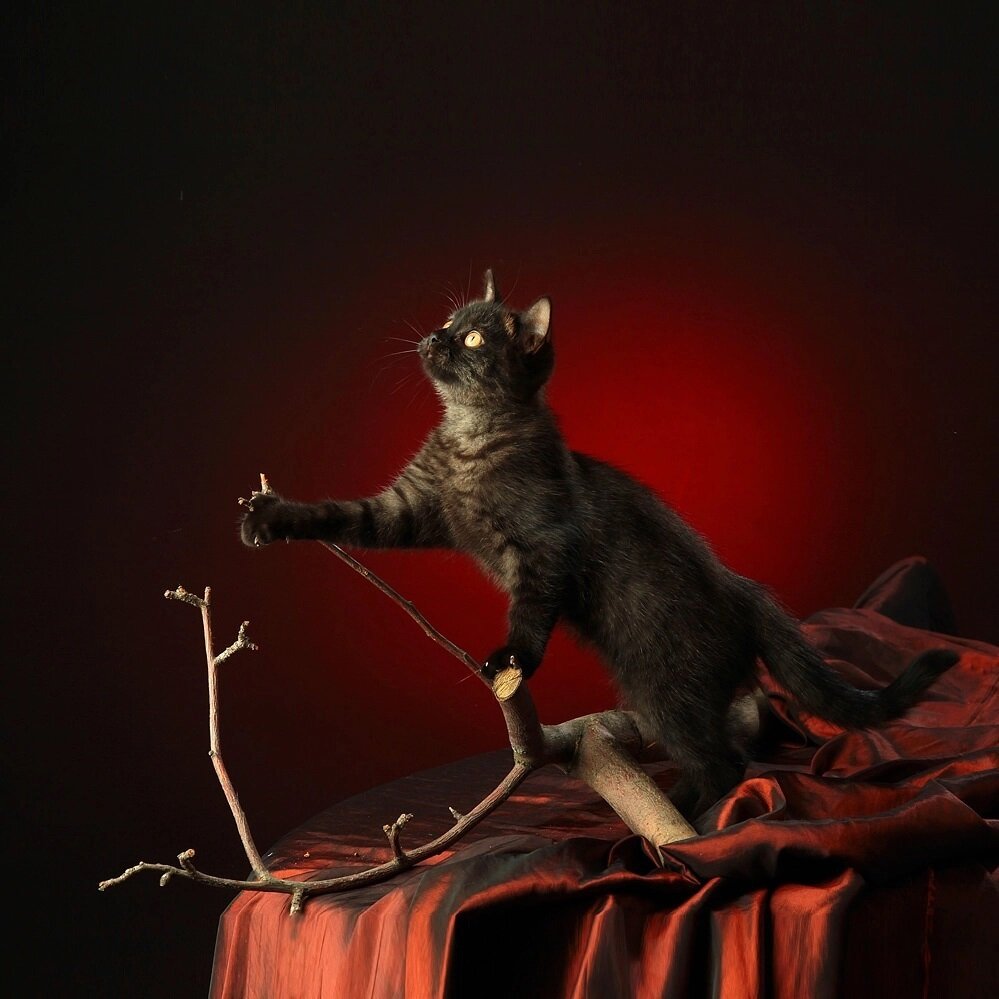 Постановочный снимок кота